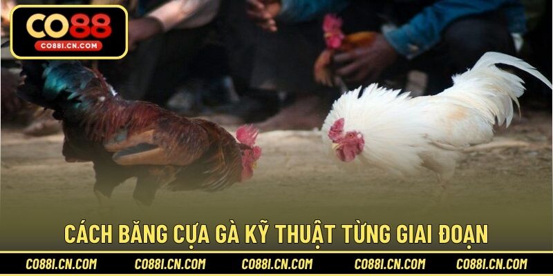 Cách Băng Cựa Gà – Hướng Dẫn Thực Hiện Đúng Kỹ Thuật - kovagu