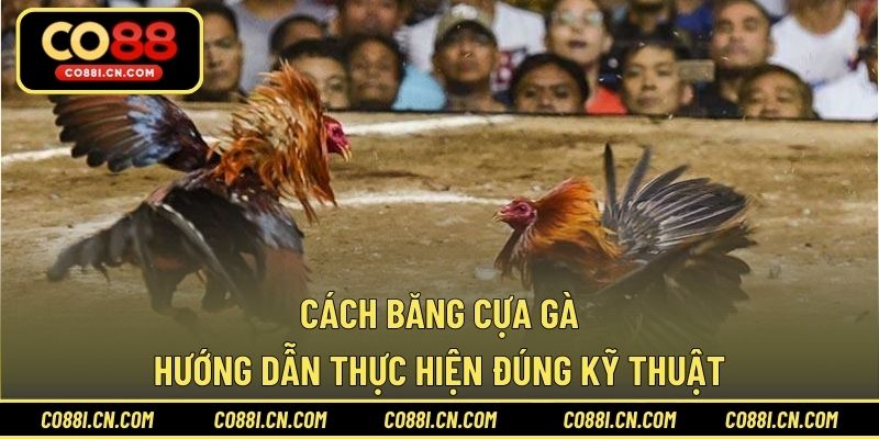 Cách Băng Cựa Gà – Hướng Dẫn Thực Hiện Đúng Kỹ Thuật - kovagu