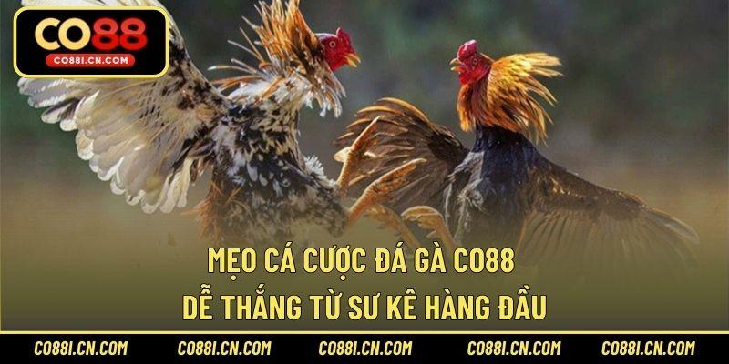 Đá Gà CO88 – Sảnh Cược Chơi Hấp Dẫn Hàng Đầu Năm 2026 - kovagu