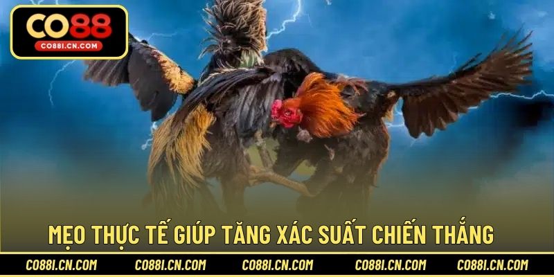 Chơi Cá Cược Đá Gà - Bí Quyết Thắng Lớn Dễ Dàng Tại CO88 - kovagu