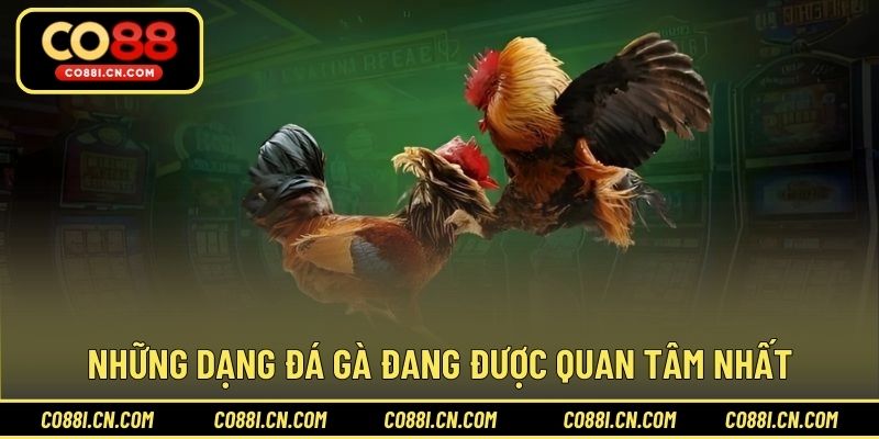 Đá Gà Trực Tiếp - Kênh Giải Trí Hấp Dẫn Cho Hội Viên - kovagu