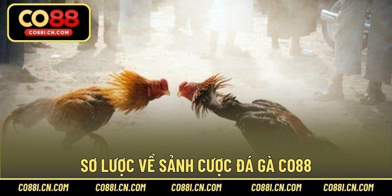 Đá Gà CO88 – Sảnh Cược Chơi Hấp Dẫn Hàng Đầu Năm 2026 - kovagu