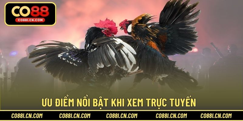 Đá Gà Trực Tiếp - Kênh Giải Trí Hấp Dẫn Cho Hội Viên - kovagu